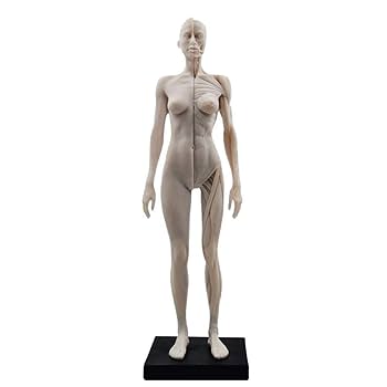 人体模型 AnatomyTools Female1:3Flesh/Anatomy v3A AnatomyTools